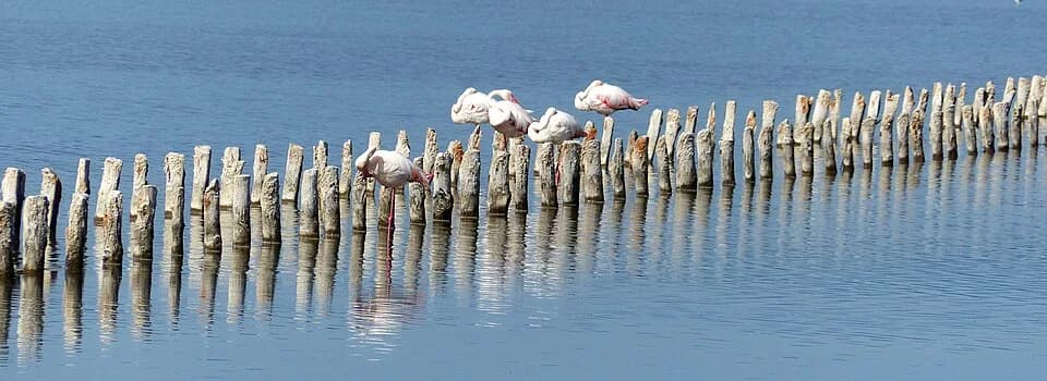 Parco di Molentargius-Saline
